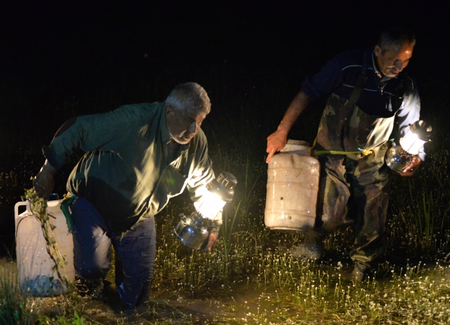 Kayseri'de 5 ayda 26 bin 300 kilo kurbağa yakalandı